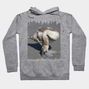 Baby Swan (Cygnet) Hoodie